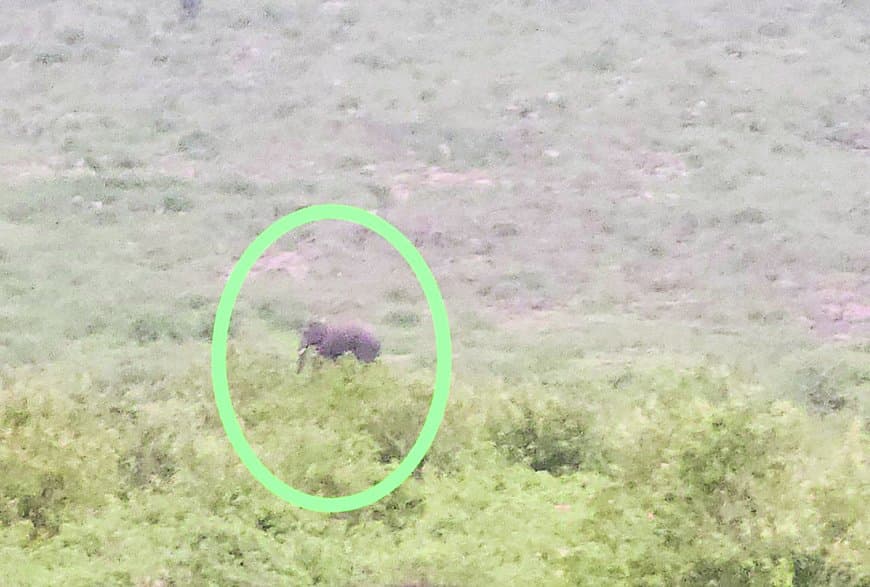 मैहर में हाथी ई-5 ने गोरसरी पहाड़ के पास डाला डेरा, प्रशासन हाई अलर्ट पर मैहर में हाथी ई-5 ने गोरसरी पहाड़ के पास डाला डेरा, प्रशासन हाई अलर्ट पर