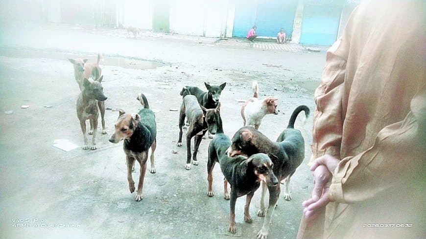 सतना में स्ट्रीट डॉग्स का बढ़ता आतंक, आठ माह में 12 हजार से अधिक डॉग बाइट के मामले सतना में स्ट्रीट डॉग्स का बढ़ता आतंक, आठ माह में 12 हजार से अधिक डॉग बाइट के मामले