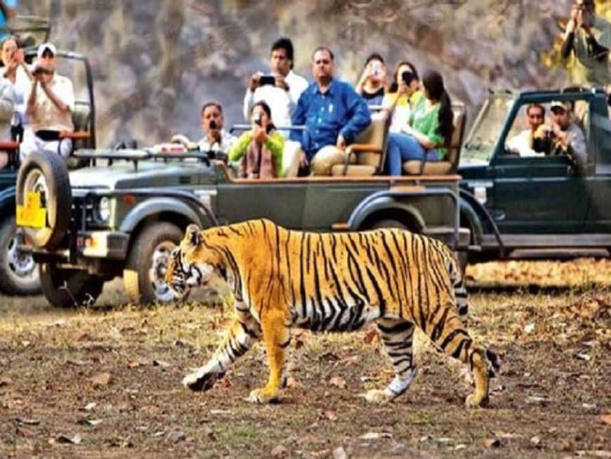 मध्यप्रदेश: बांधवगढ़ में सफारी सीजन का आगाज, पहले ही दिन वनराज के दीदार से सैलानियों का दिल हुआ बाग-बाग मध्यप्रदेश: बांधवगढ़ में सफारी सीजन का आगाज, पहले ही दिन वनराज के दीदार से सैलानियों का दिल हुआ बाग-बाग